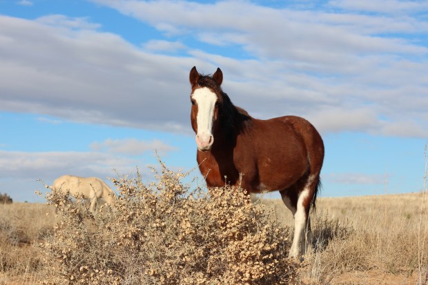Wild horses on an Indian Reservation